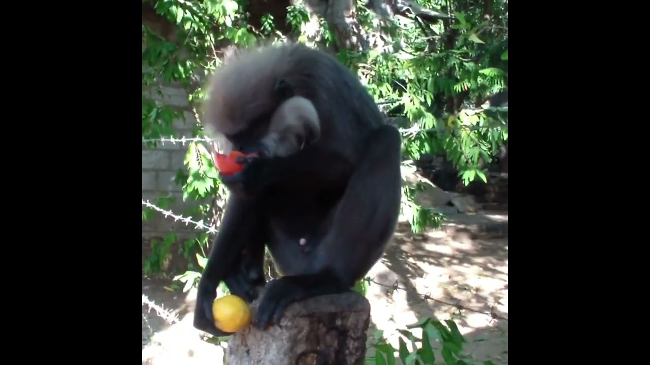 Black Monkey | Monkey | Animals | Wild animals | Animaux | 猿