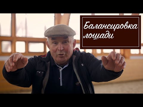 Балансировка лошади. Как выезжать молодую лошадь? Самые хорошие породы лошадей для выездки.