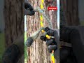Schwabisch hitch . #treework #arborismo #cuerdas #trabajoenaltura
