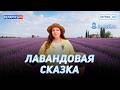 Лавандовый рай и сотни туристов | Лучшее место для фото | Детокс от шума города | ПУТЕВКА BY