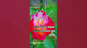ابيات شعر باسم رانية Rania 