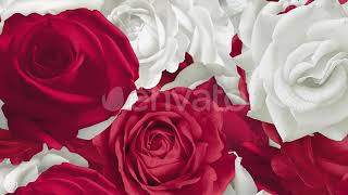 Red & White Roses Floating Background - 3 Clips - 4K screenshot 2