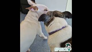 Service  Pamela Puppy Intro  #staceysdoggrooming #leyland #bullterrier