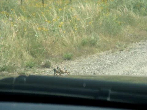 Road Trip to Carrizozo, NM