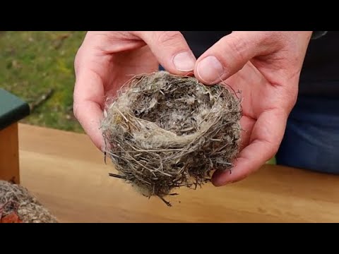 Video: Dekor Ohne Vogelnester