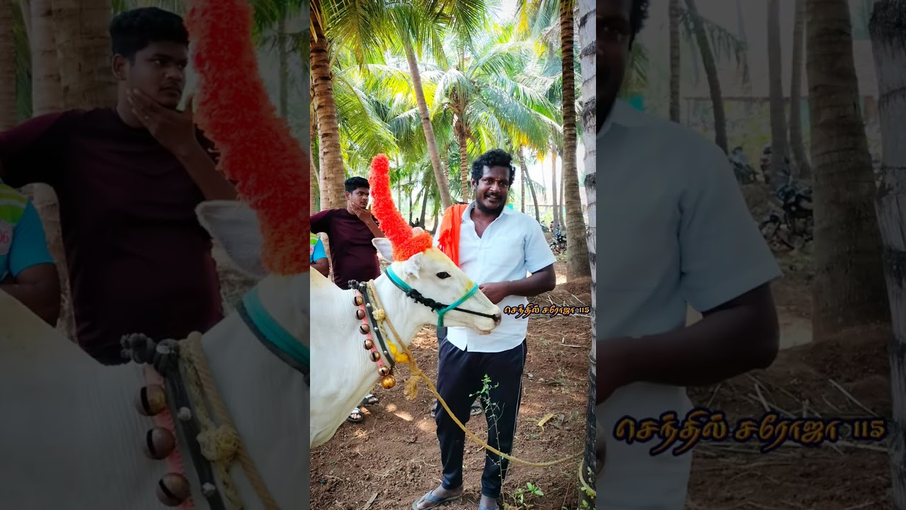 Pachal Salpot Saroja Bull Mass Running Video ❣️