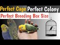 Lovebirds cage size budgies parrot breeding box size