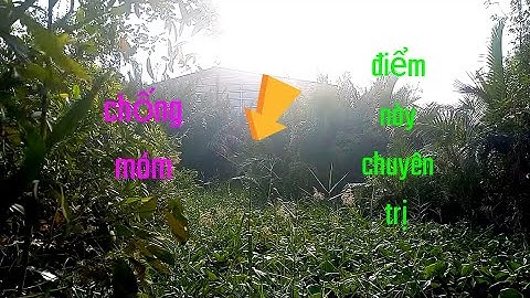 CÂU CÁ RÔ ĐỒNG,Trở Lại Khu Rừng Sậy Săn Thủy Quái.Trung Miền Tây.T205