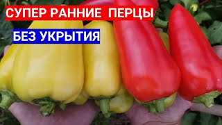 Посейте Эти Семена  Перца Раннего На Рассаду - 100% Удачные