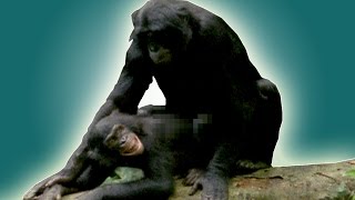 Animals that have sex for fun