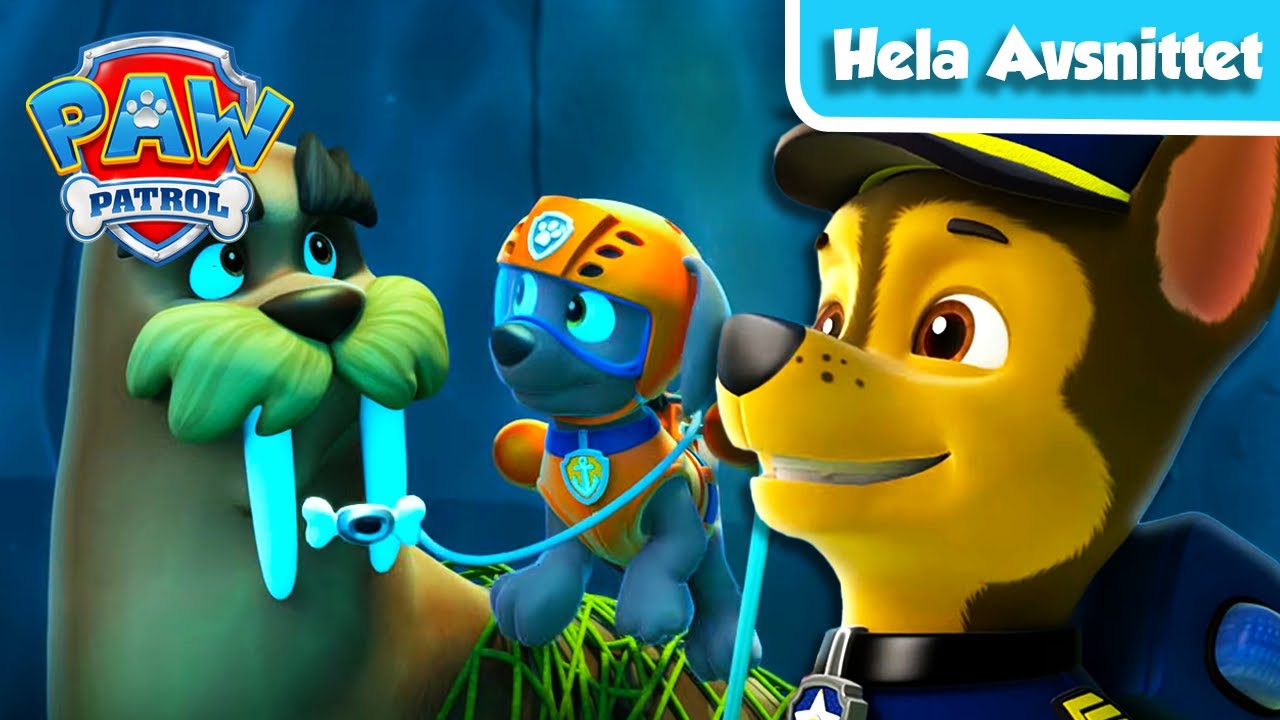 Valpar Räddar en Valross 🌊🦭 | Hela Avsnittet | PAW Patrol | På Svenska