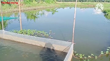 Nuôi cá thác lác cườm ghép với cá sặc rẳn