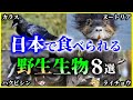 【ゆっくり解説】カラスの刺し身⁉日本で食べられる野生生物「ジビエ」8選を解説/意外な生物の味とは？