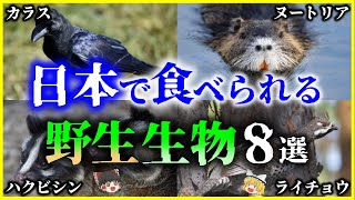 【ゆっくり解説】カラスの刺し身⁉日本で食べられる野生生物「ジビエ」8選を解説/意外な生物の味とは？