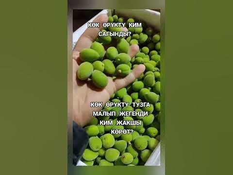 кок орук ким жакшы корот - YouTube