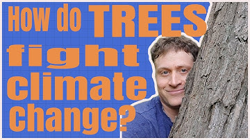 How do trees fight climate change?
