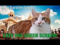 TRYING GREEN SCREEN WITH CATS! (Tiger King, The Office and More!) Cats In Quarantine, Episode 5