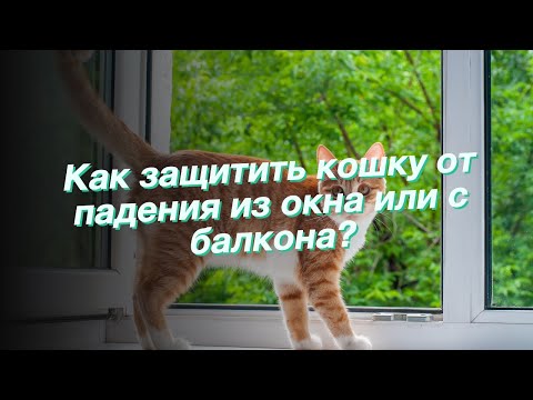 Как защитить кошку от падения из окна или с балкона?