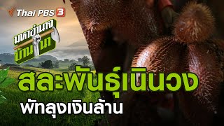 สละพันธุ์เนินวง พัทลุงเงินล้าน : มหาอำนาจบ้านนา (11 ต.ค. 63)