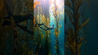 DISCOVERING A MAGICAL UNDERWATER WORLD 💫 #kelpforest #shorts #freediving