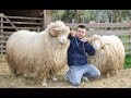 Berbecii și oile lui Danuț Berbeștean de la Negrești Oas - video 2019