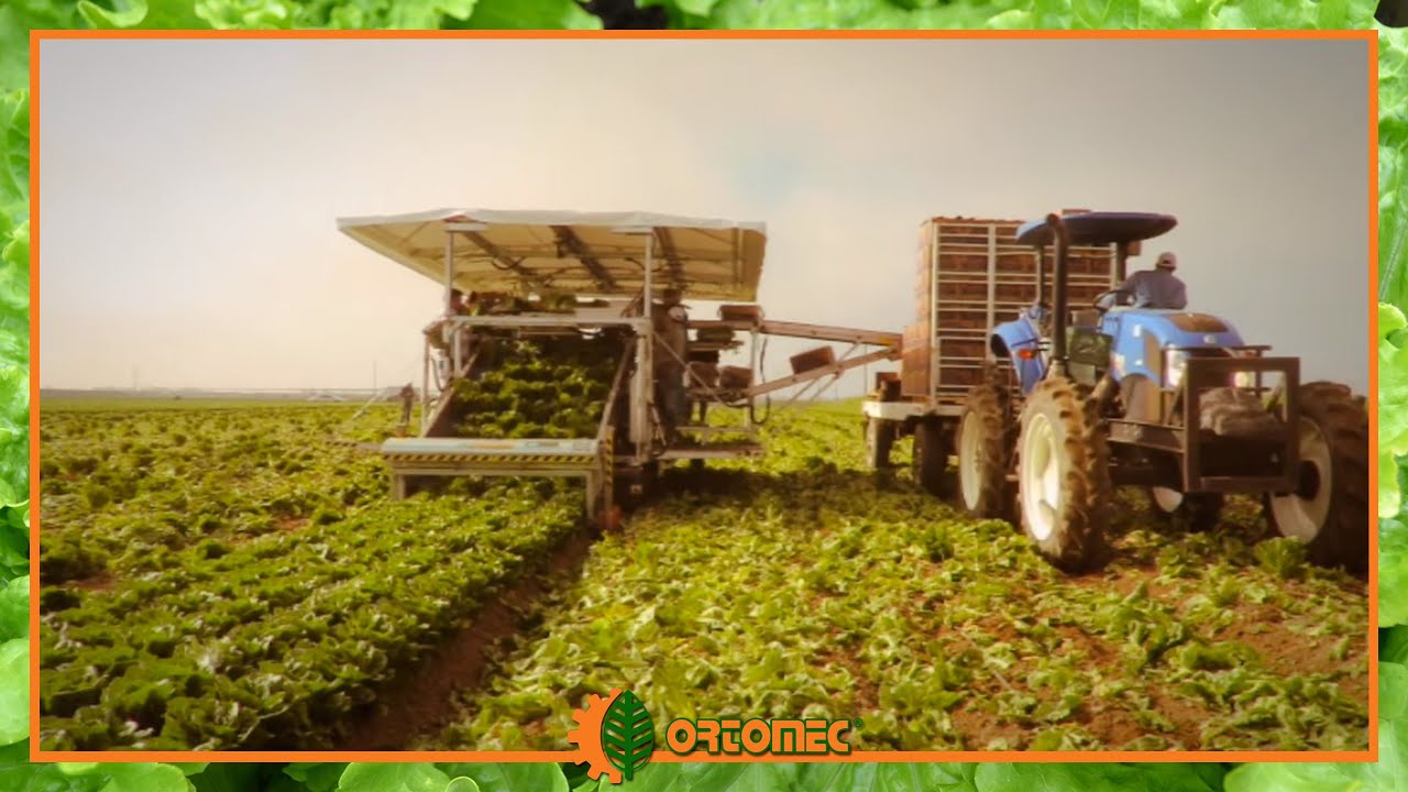 Ortomec 9700 | Self-propelled harvester for head lettuces like Romaine
