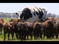 Una Vaca Gigante / Los Videos mas Raros del Mundo 249