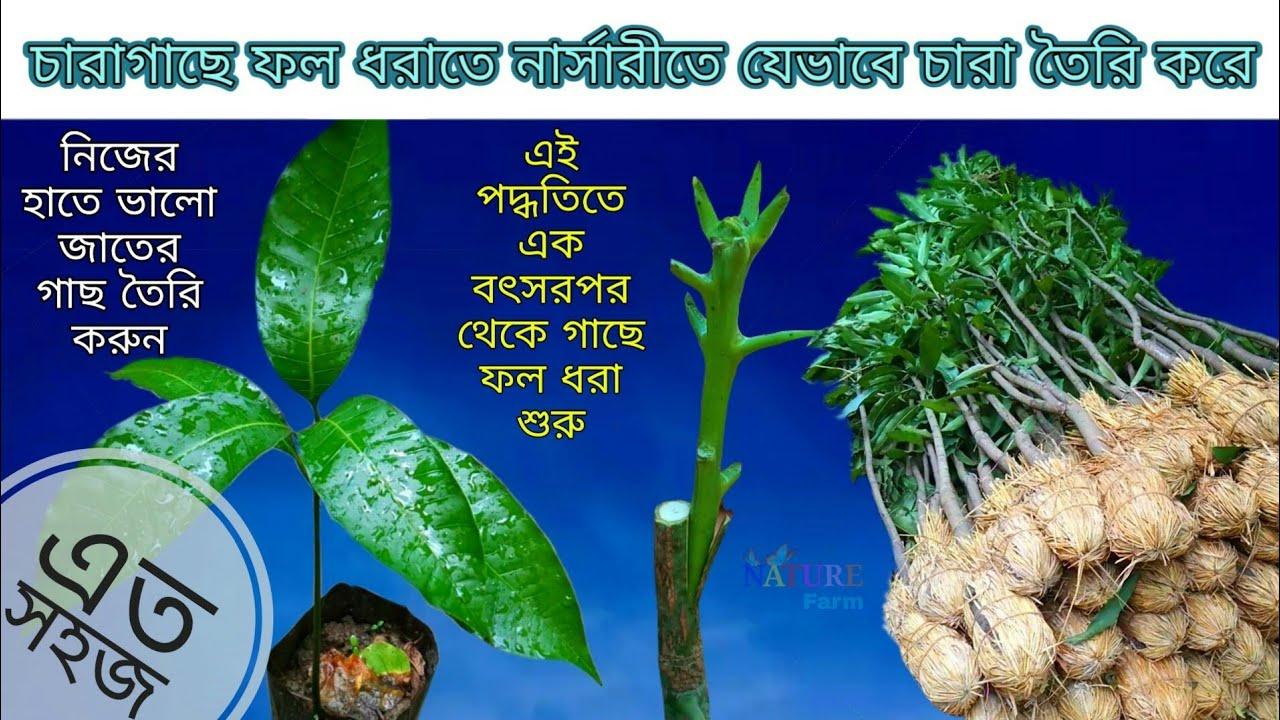 Made of mango tree seedlings।চারা গাছে ফল ধরাতে বাসায় আম গাছের চারা কি