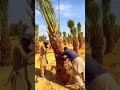 هكذا تتحول الصحاري إلى بساتين نخيل نخل نخلة بساتين مزرعة يوميات زراعة فواكه صحراء