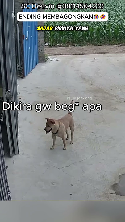 Anjing kocak prank lucu  #viral #ngakak #ngakakkocak #lucu #lucuabis #virall #fyp #fypp
