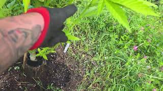 🇬🇧🦍 uk guerilla grow week 11 ep2 🇬🇧🦍 #reepwhatyousow #420 #guerillagrow ##fyp 