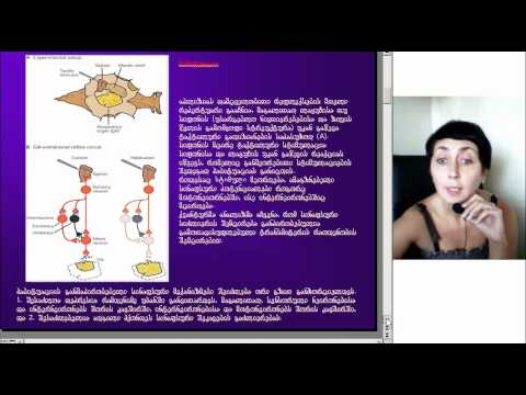 მეხსიერების სხვადასხვა სახეები და მათი უჯრედული და მოლეკულური მექანიზმები, ლექცია3, ნაწილი1, ეკ