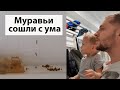 VLOG: Лайфхак как избавиться от домашних муравьев навсегда! / Фараоновые муравьи