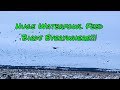 E10: HUGE Waterfowl Feed (shot blues, canadas, and ducks)