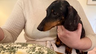 A VERY EPIC MOMENT WITH MINI DACHSHUND ! by Theo the Dachshund 5,228 views 2 weeks ago 3 minutes, 40 seconds