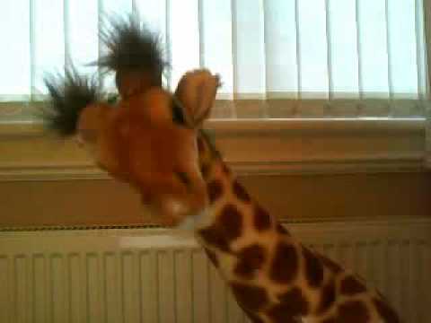 Garry The Giraffe