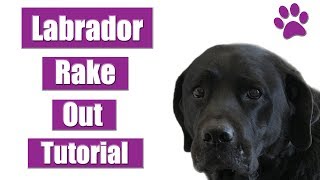 How To Rake & Deshed A Labrador Retriever | Pet Grooming Tutorial !