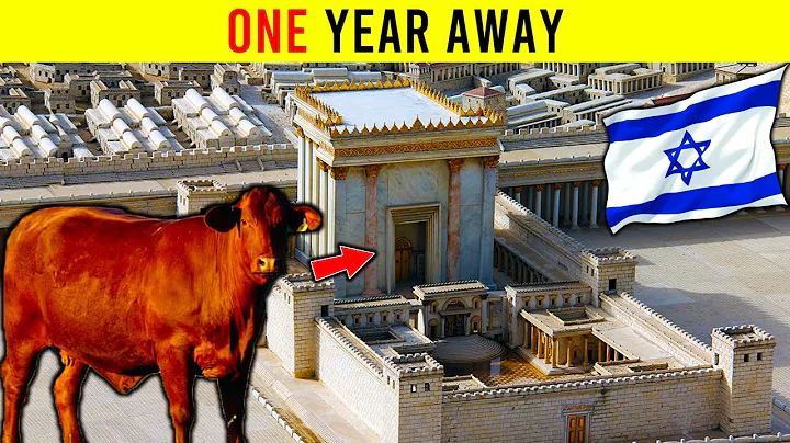Bezerros vermelhos estão quase prontos! Atualização 2023 | Profecia dos bezerros vermelhos | Templo do Terceiro em Israel