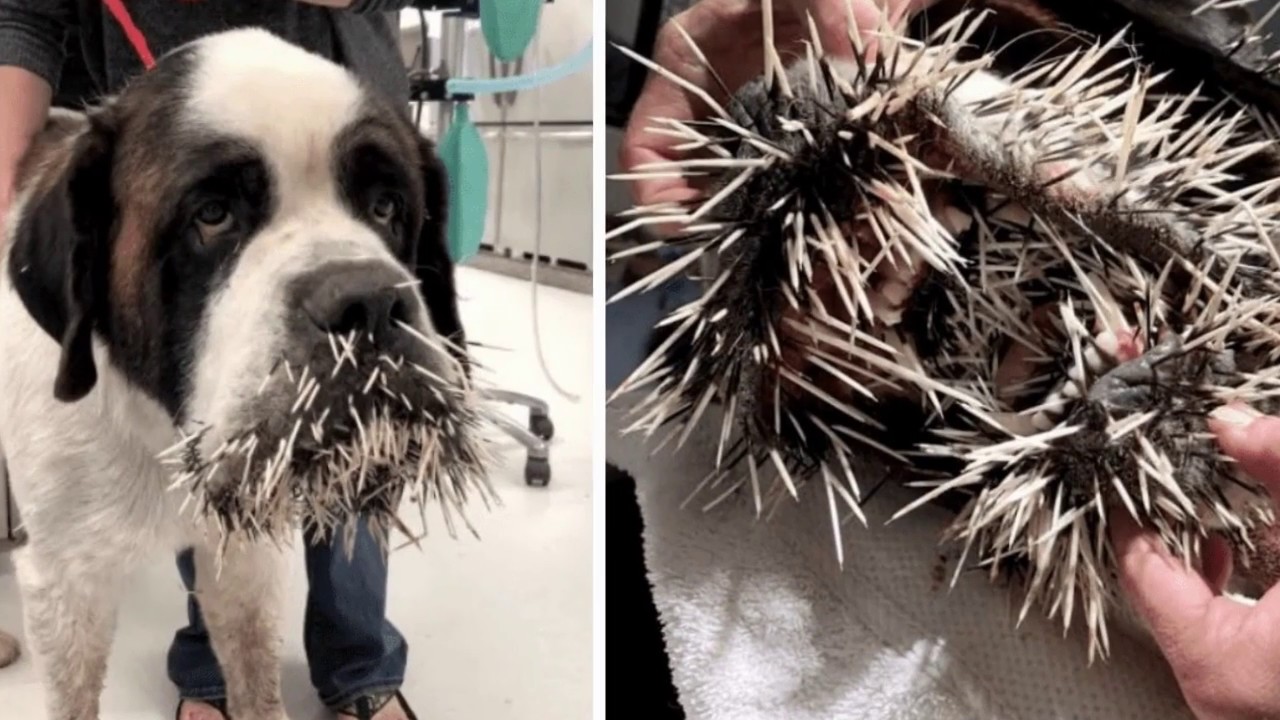 Porcupine Quills and Dogs - What to do? 