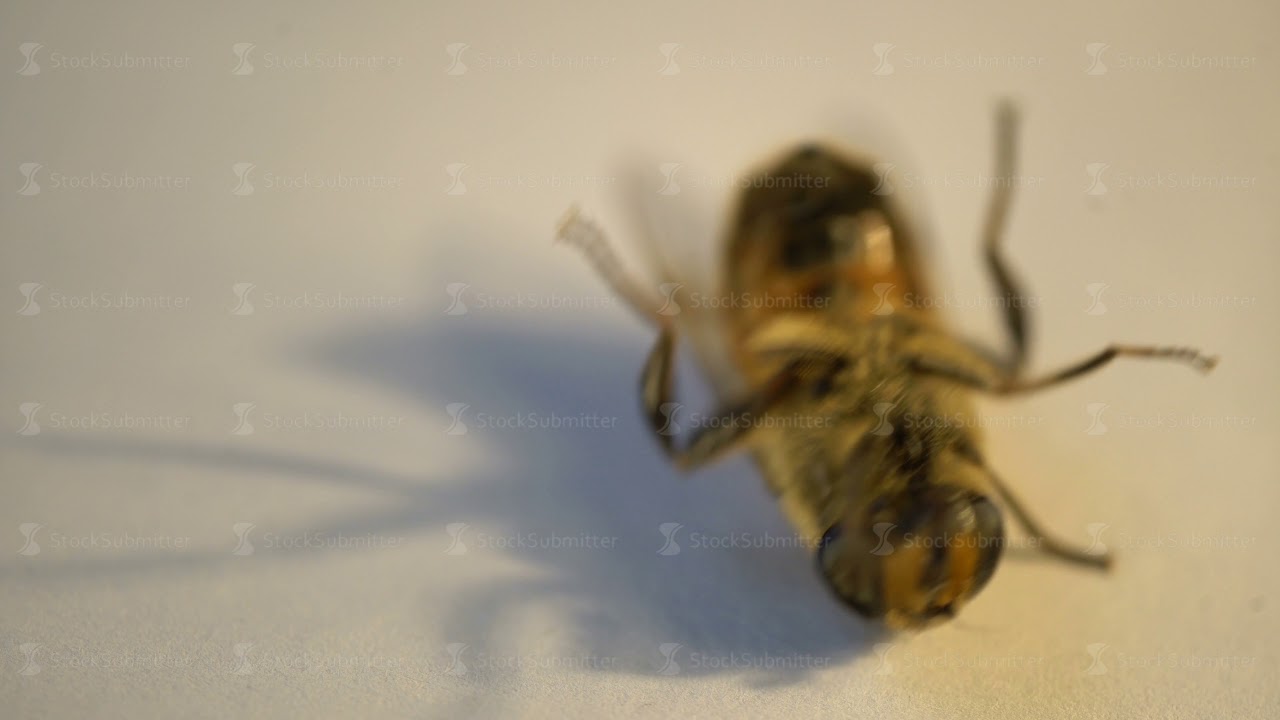 housefly insect hairs macro fly musca dying laying on the neck and shaking its pads