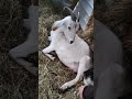 Throwback to 2022 recorded on my meta glasses goat birth #metaweek#goat#babyanimals