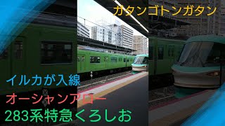 【イルカがキタ〜】〜283系特急くろしお〜オーシャンアロー〜眩しい緑色電車を添えて〜