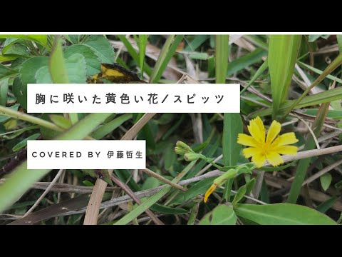 胸に咲いた黄色い花/スピッツ（Covered by 伊藤哲生/Tessei Ito）