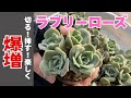 ラブリーローズ爆増！カット＆葉挿しで初心者でも無限増殖！ - YouTube