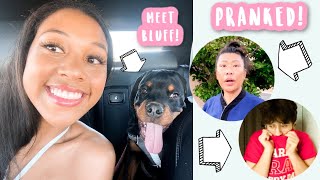2 Pranks and a Puppy!