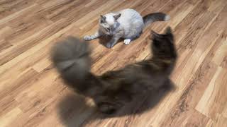 WANDA & MILO Playing - Gentle Giants - Kittens by CS L 46 views 1 year ago 2 minutes, 41 seconds