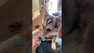 Funny things that my corgi does #puppy #funnydog #cutepuppy #begging