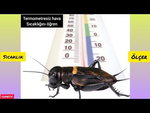 Cırcır Böceği (Doğal Termometre, Hava Sıcaklığı Hesaplama) Yaz Aylarının En Çok Dinlenen Melodisi 🥰🎶