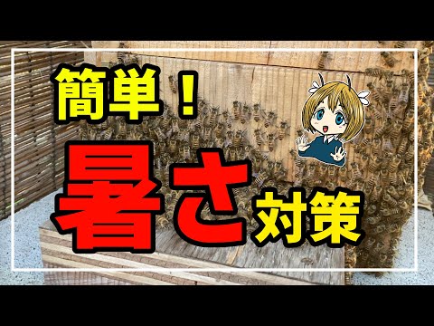 40度でも巣落ちせず！夏の暑さ対策【日本ミツバチ】 - YouTube