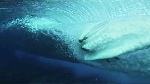 Bioinformatics and Image Processing